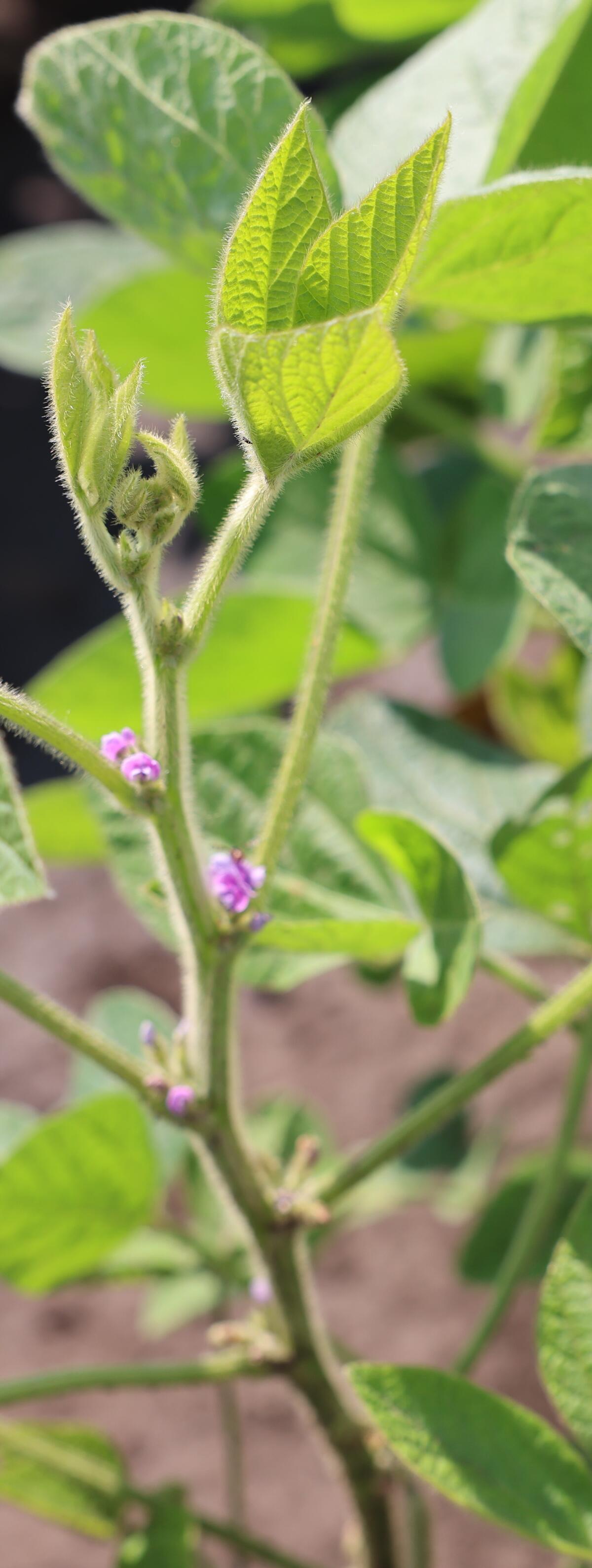 soybean leaves.
