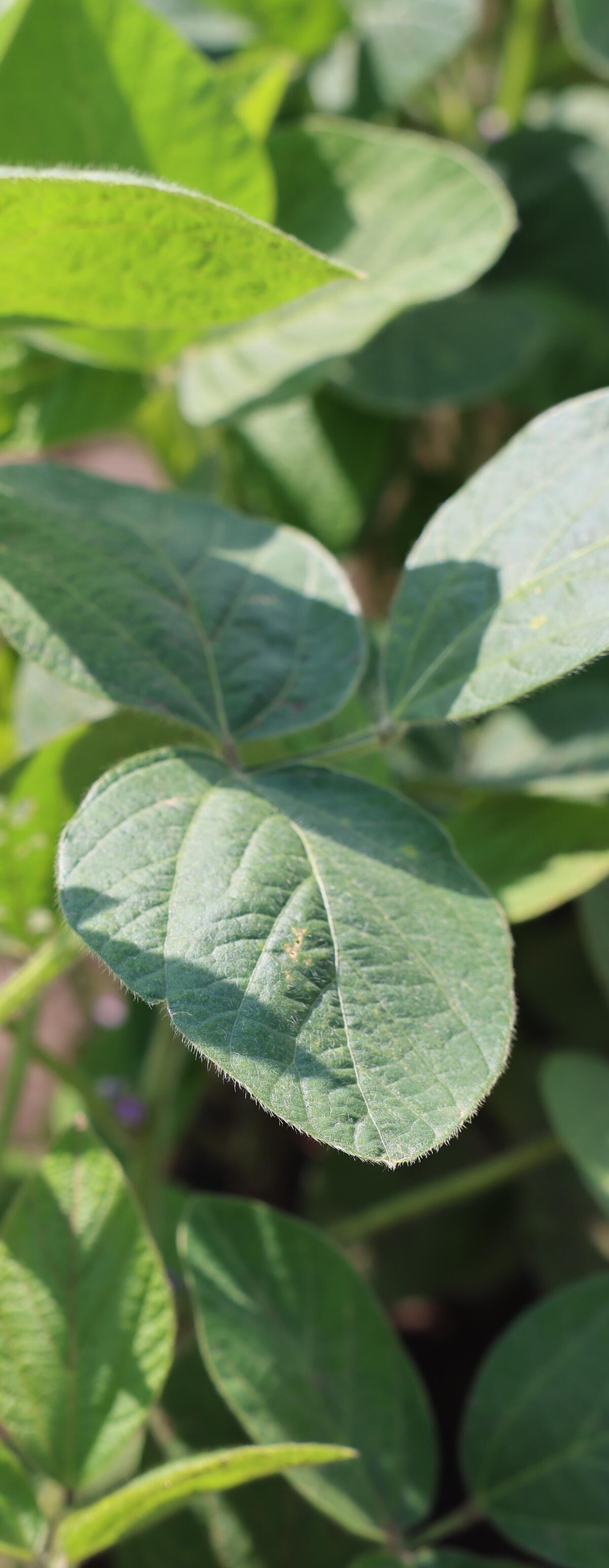 soybean leaves.