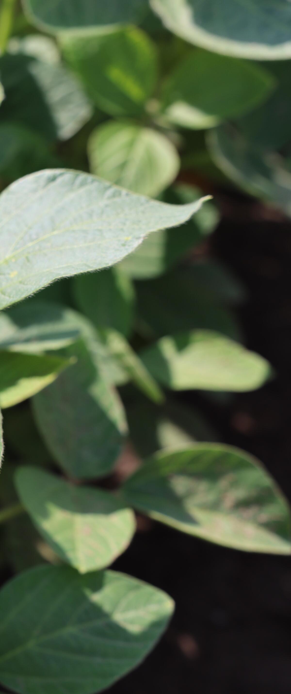 soybean leaves.