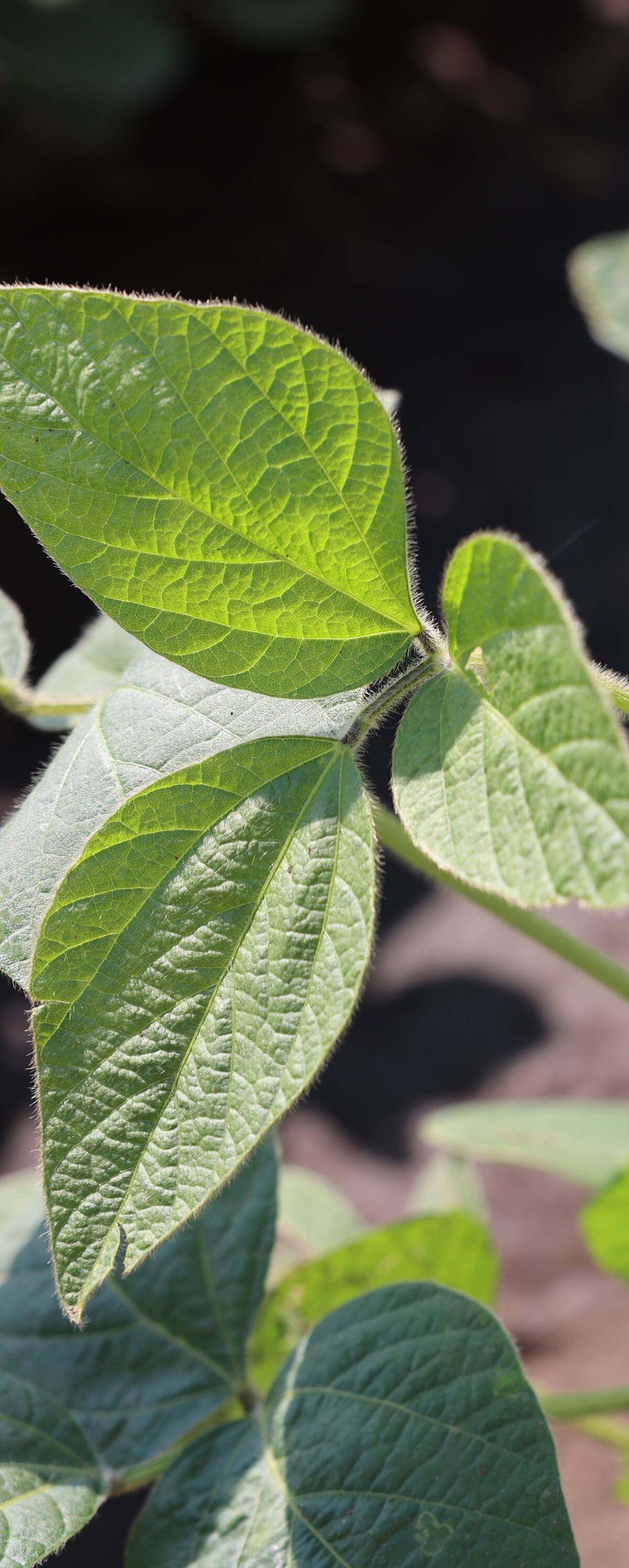 soybean leaves.